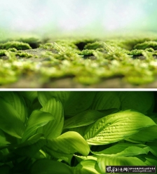 �Ա��������� ��è����banner �Ա�ȫ����汳�� ��ɫ�����ݵ���Ҷ�� �������½�����Ȼ