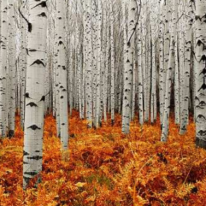 �＾��Ӱ��Ʒ����,������ӰͼƬ���,�＾������Ӱͼ��,Ψ������羰ͼƬ,�＾����ͼƬ